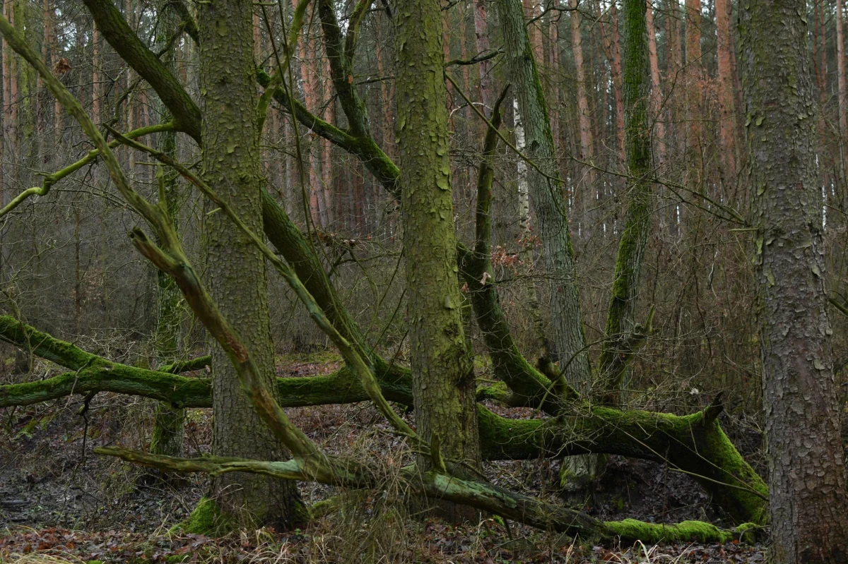 Do tragicznego wypadku doszło w sobotę w lesie koło Otwocka. Złamany przez wiatr konar uderzył tam młodego mężczyznę. Straż pożarna informuje, że zginął on na miejscu.