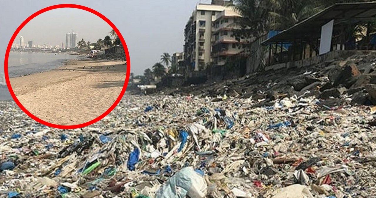 Mieszkańcy jednego z największych miast w Indiach nie mogą uwierzyć, że miejska plaża w krótkim czasie tak diametralnie zmieniła swoje oblicze i stała się częścią Matki Natury.