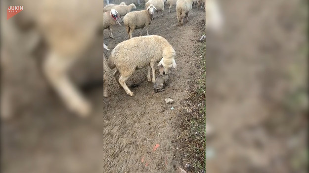 W internecie pojawiło się nagranie uroczego pieska. Szczeniak towarzyszy stadzie owiec i być może przymierza się do roli opiekuna. Owce zdają się być zadowolone z takiego towarzystwa.