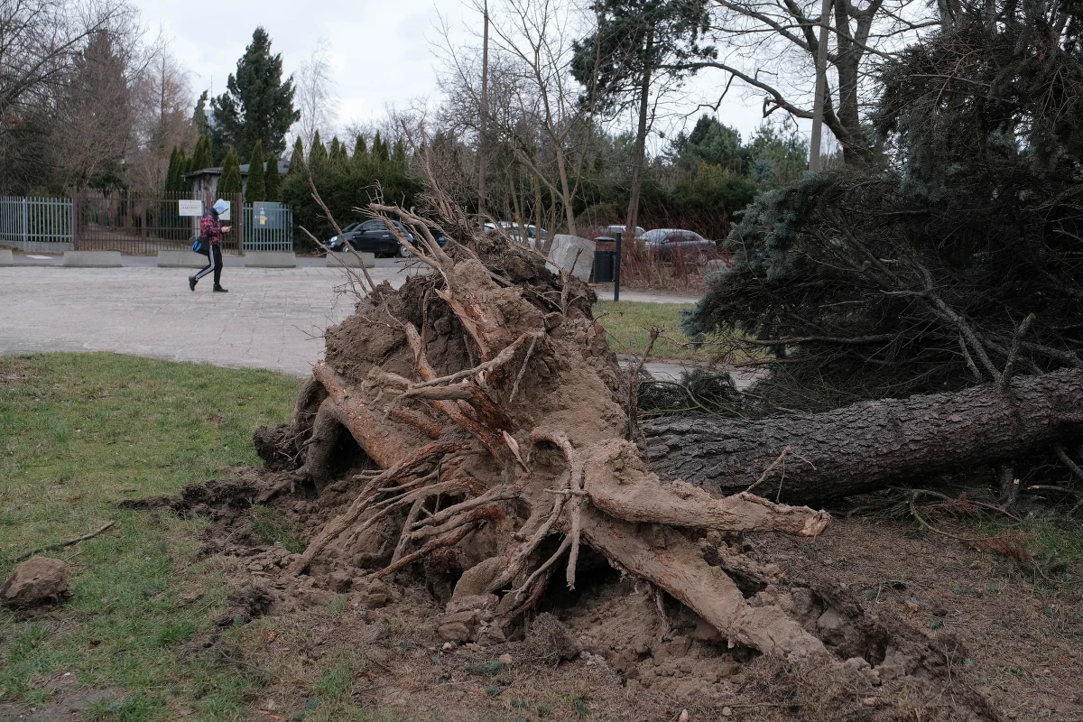 To był wyjątkowo pracowity weekend dla warszawskich strażaków-informuje reporter RMF MAXXX Przemek Mzyk. Telefony alarmowe dzwoniły praktycznie non-stop. Od piątku do poniedziałku do miejskiego stanowiska kierowania, wpłynęło ponad 1,5 tys. zgłoszeń dotyczących silnego wiatru.