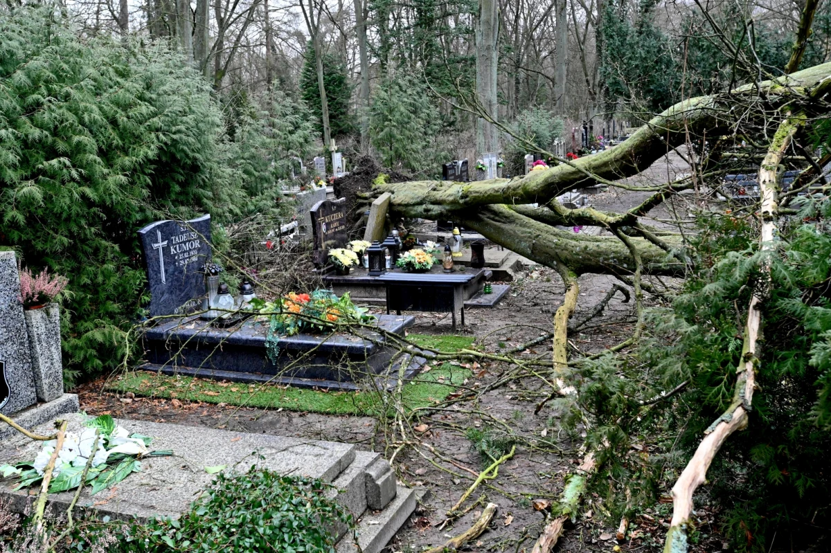 ​Co najmniej 50 drzew powaliła w miniony weekend wichura na Cmentarzu Centralnym w Szczecinie. Na największej nekropolii w Polsce trwa właśnie szacowanie zniszczeń. Wiadomo, że są uszkodzone nagrobki.