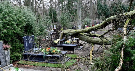 ​Co najmniej 50 drzew powaliła w miniony weekend wichura na Cmentarzu Centralnym w Szczecinie. Na największej nekropolii w Polsce trwa właśnie szacowanie zniszczeń. Wiadomo, że są uszkodzone nagrobki.