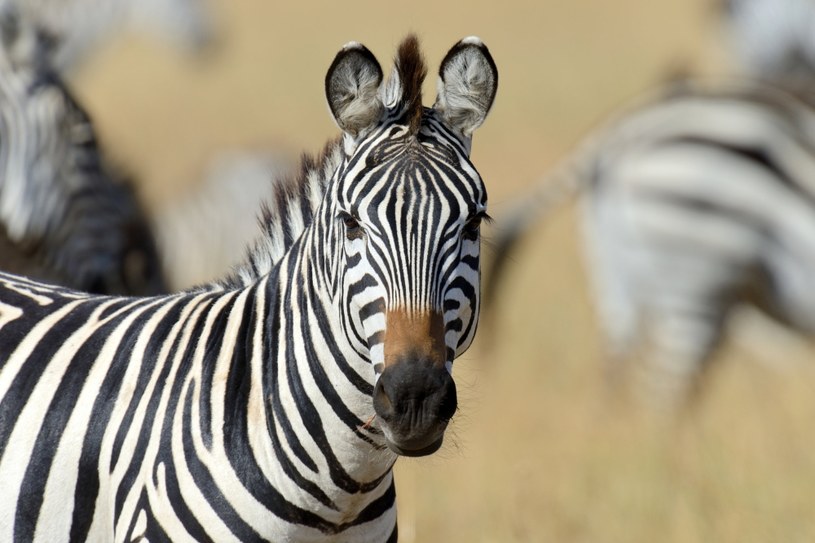 Zebra Rośliny i zwierzęta - najważniejsze informacje