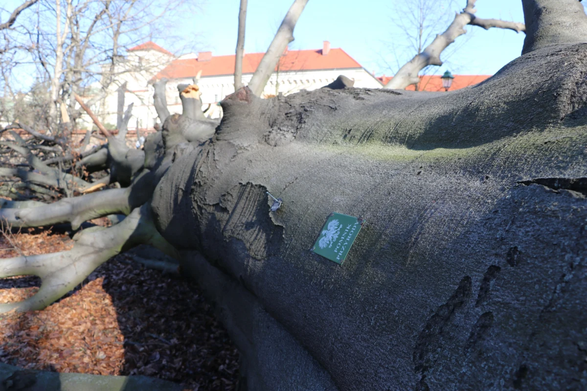 Pod hasłem "Buk mi świadkiem!" w sieci trwa zbiórka podpisów pod petycją wzywającą do pozostawienia na Plantach pnia buka czerwonolistnego. Drzewo powaliła wichura, która w czwartek przeszła nad Krakowem

 