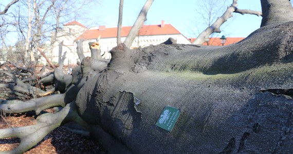 Pod hasłem "Buk mi świadkiem!" w sieci trwa zbiórka podpisów pod petycją wzywającą do pozostawienia na Plantach pnia buka czerwonolistnego. Drzewo powaliła wichura, która w czwartek przeszła nad Krakowem

 