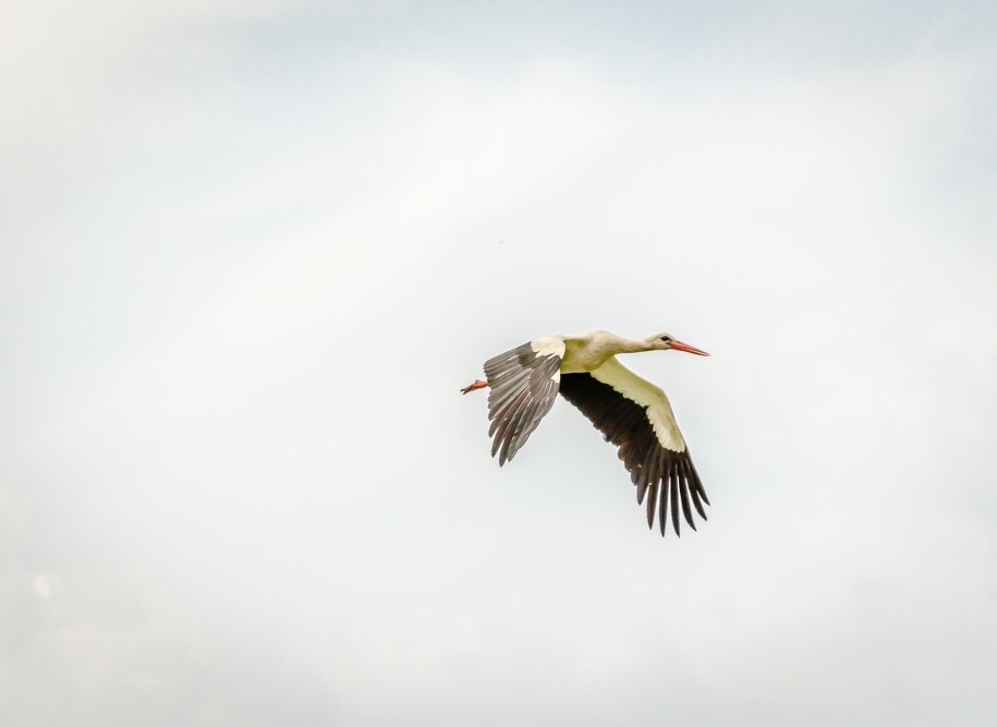 Bocian Kajtek znaleziony bez głowy. Prokuratura wyjaśnia sprawę