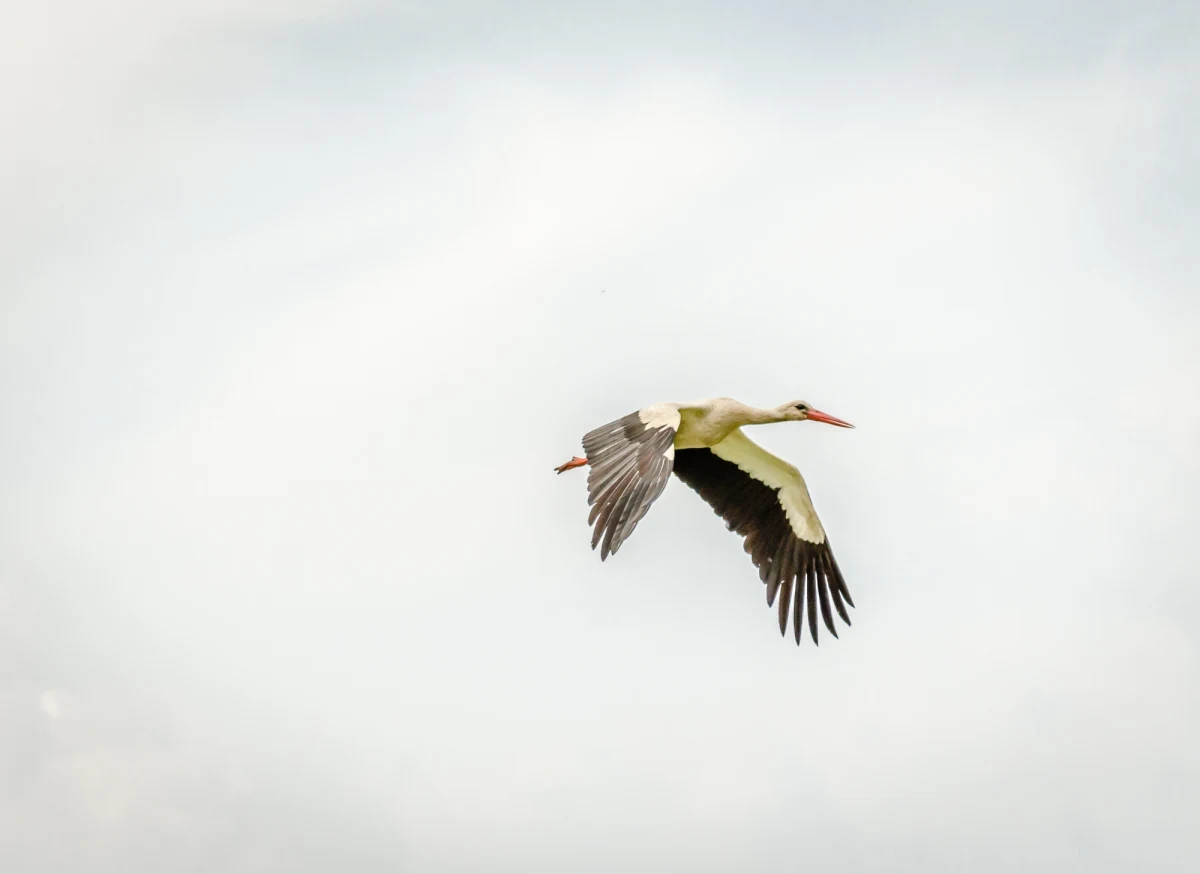 Łęczycka prokuratura wyjaśni, jak zginął bocian Kajtek. Zwłoki ptaka bez głowy znaleziono pod Łęczycą. Zwierzę zostało na zimę w Polsce i było „zaprzyjaźnione” z gospodarzami w Łęce, którzy opiekowali się boćkiem.