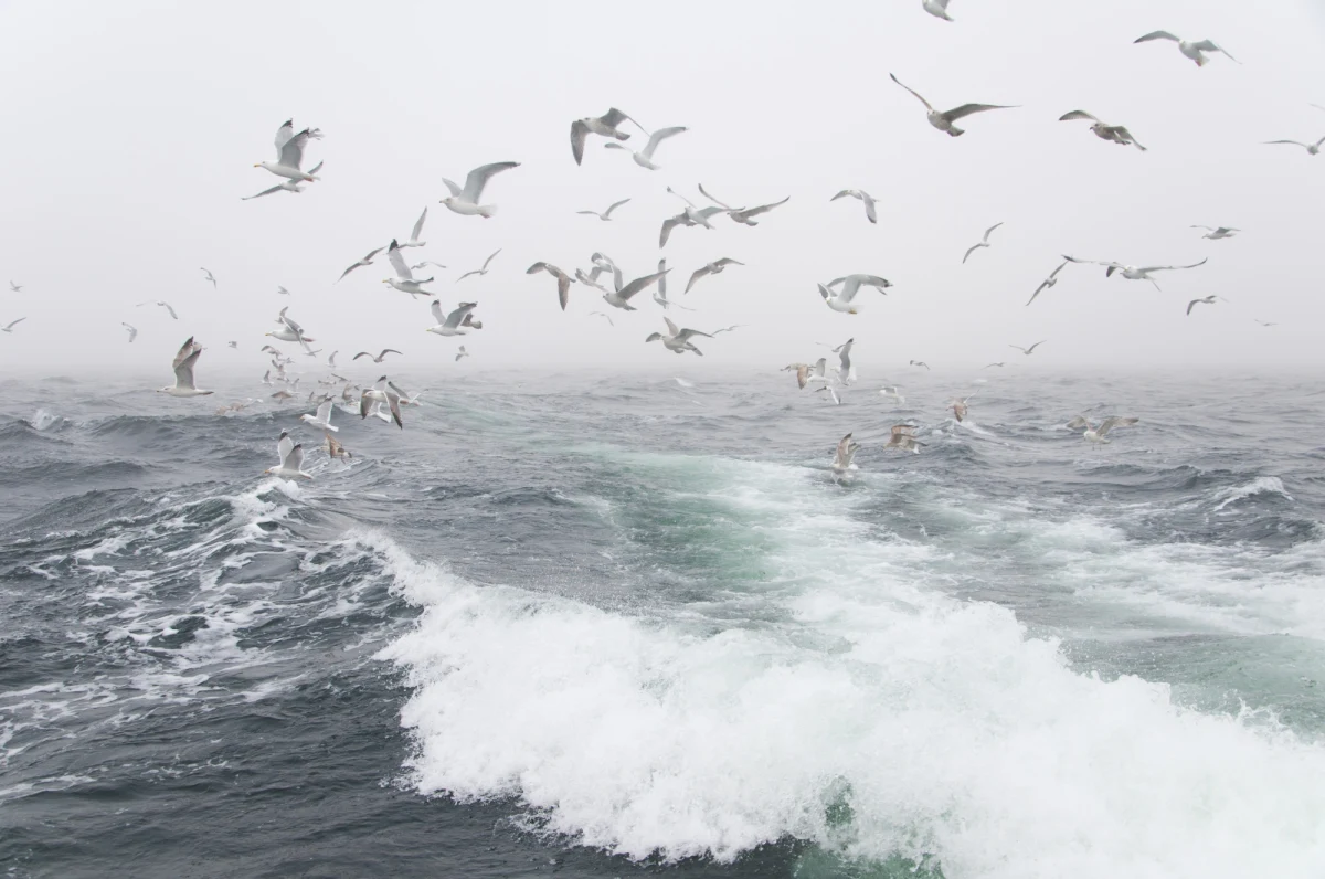 Bardzo silny wiatr w strefie brzegowej i sztorm na Bałtyku. Ostrzeżenia trzeciego stopnia dla Pomorza wydał Instytut Meteorologii i Gospodarki Wodnej.