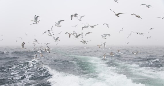 Bardzo silny wiatr w strefie brzegowej i sztorm na Bałtyku. Ostrzeżenia trzeciego stopnia dla Pomorza wydał Instytut Meteorologii i Gospodarki Wodnej.