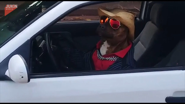 To prawdziwy gangster! Jego właściciel pomyślał, że byłoby zabawnie, gdyby ubrał swojego pitbulla jak człowieka i posadził go za kierownicą samochodu. Gdy szyba otwierała się i opuszczała, pies siedział dumnie w koszuli, kapeluszu i okularach przeciwsłonecznych.