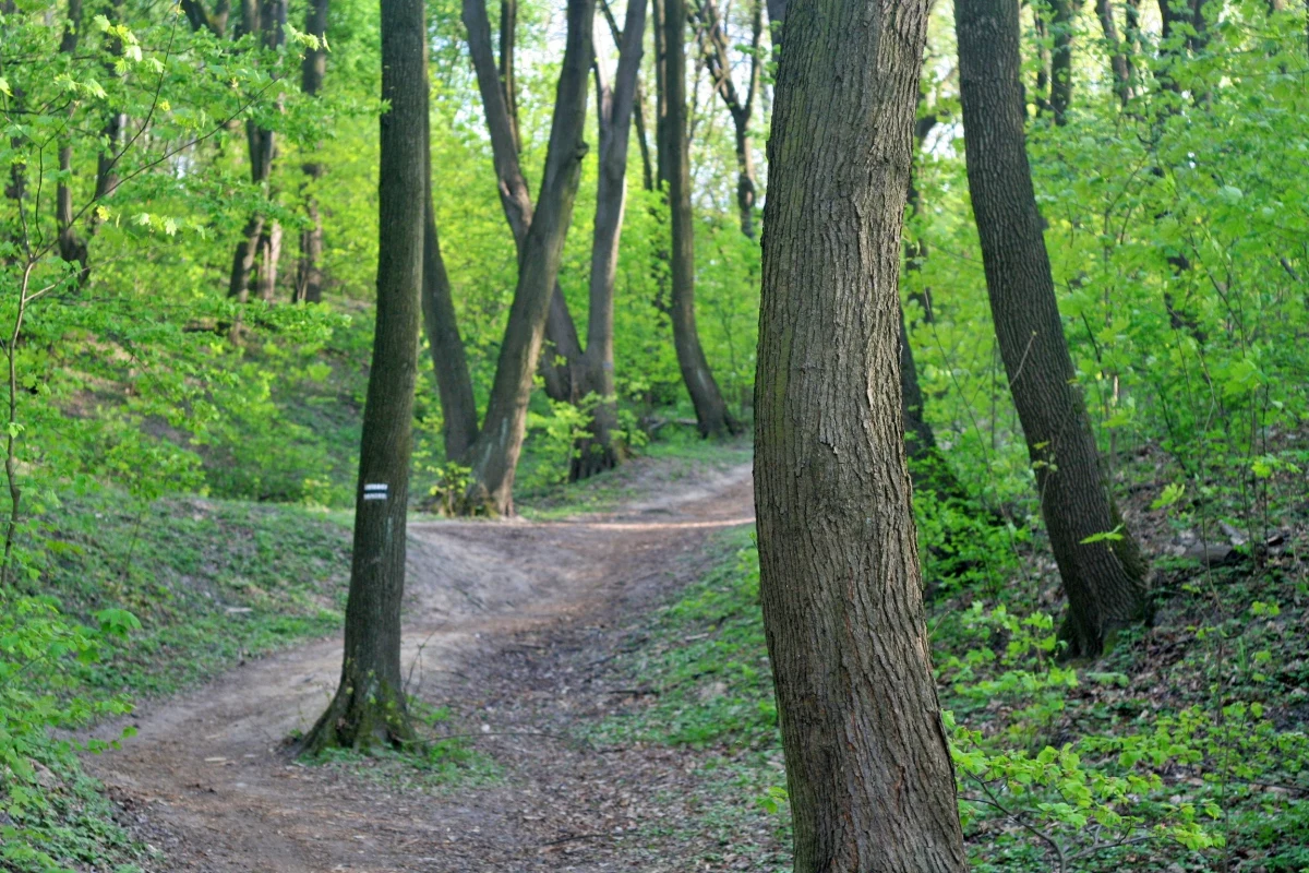 Osadzeni w zakładzie karnym we Wronkach będą mieć nowe zajęcie. Znajdą zatrudnienie w Lasach Państwowych, a zarobione pieniądze pozwoli opłacić na przykład zobowiązania alimentacyjne.