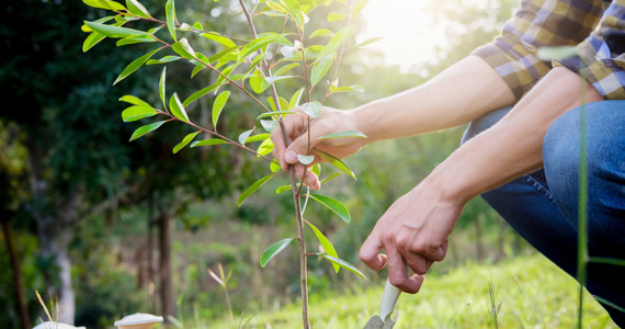 Nadleśnictwo w Siedlcach przygotowuje się do wiosennej akcji sadzenia drzew. Na przełomie marca i kwietnia leśnicy planują 150 tysięcy nowych nasadzeń.  
