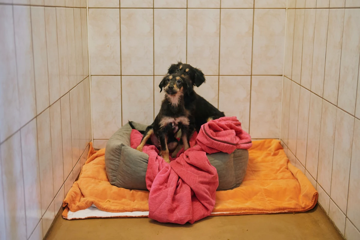 Schronisko dla zwierząt w Łodzi organizuje zbiórkę koców i ręczników dla swoich podopiecznych. Zapasy tekstyliów zaczynają się kurczyć, dlatego schronisko apeluje do mieszkańców Łodzi o przynoszenie niepotrzebnych koców czy ręczników i zostawianie ich dla zwierząt.