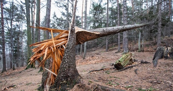 Około 700 tys. drzew zostało uszkodzonych w minionych dniach w wyniku silnego wiatru - podała w środę Regionalna Dyrekcja Lasów Państwowych (RDLP) w Olsztynie. "To są bardzo duże straty, jedne z największych w ciągu ostatnich kilku lat" - powiedział rzecznik Dyrekcji.