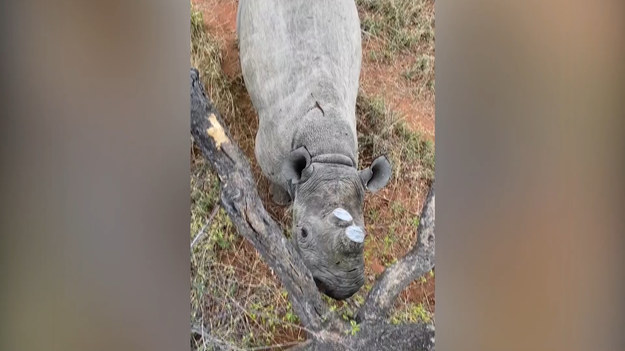 W pracy strażnika parku narodowego niejedno może się zdarzyć. Czasem trzeba... uciekać na drzewo! Spójrzcie na spotkanie oko w oko z nosorożcem, które miało miejsce w południowej Afryce. (Źródło — @rangerbucksafaris)