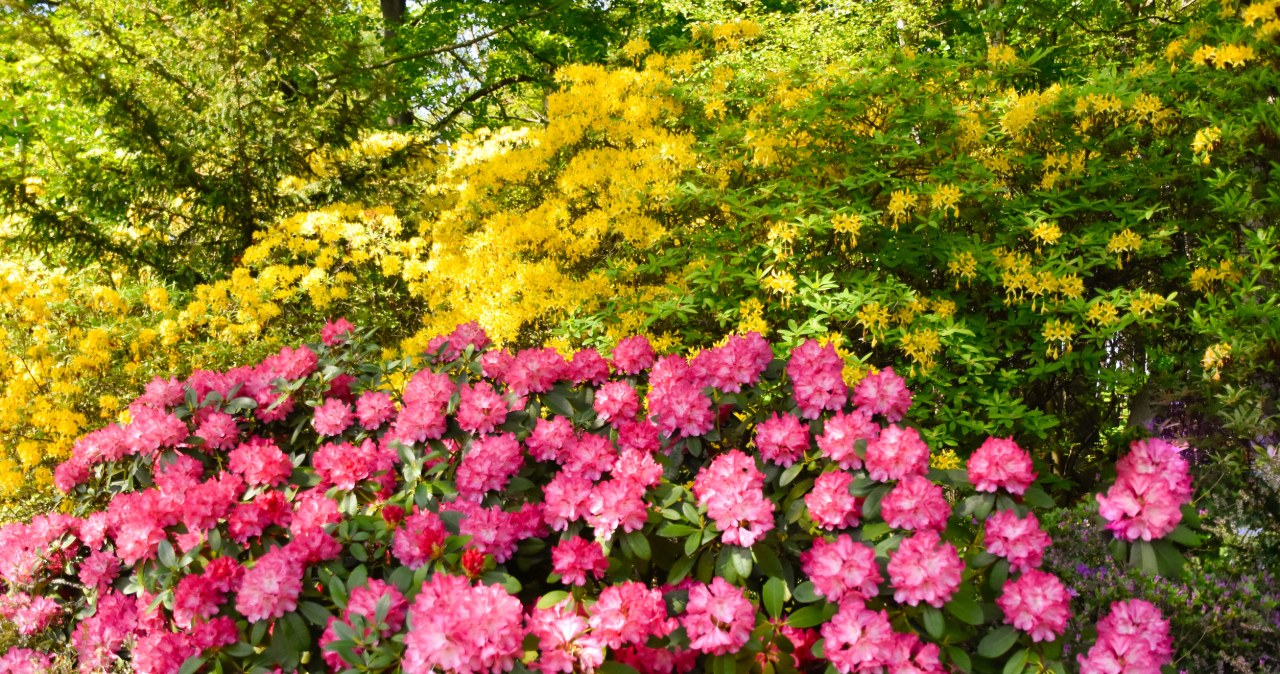 Podsyp nim rododendrony. W maju w ogrodzie zobaczysz prawdziwy spektakl