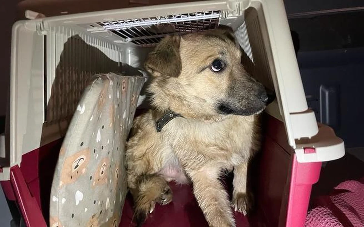 Fundacja Centaurus z Wrocławia organizuje pomoc dla psów z Ukrainy, gdzie trwa wojna. Pierwszych osiem czworonogów dotarło już na Dolny Śląsk. W kolejnym trasporcie, zaplanowanym na czwartek, może być nawet 80 zwierząt.