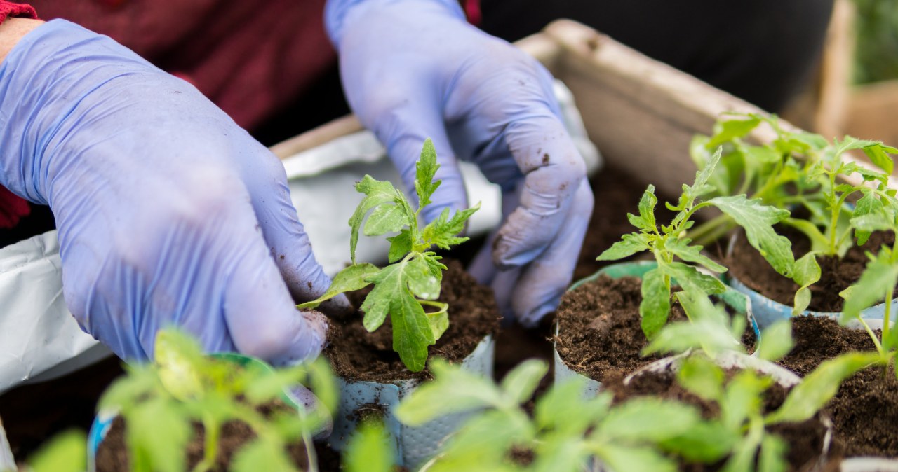 Wysiewasz pomidory w marcu? Uważaj na to, bo wszystko zepsujesz