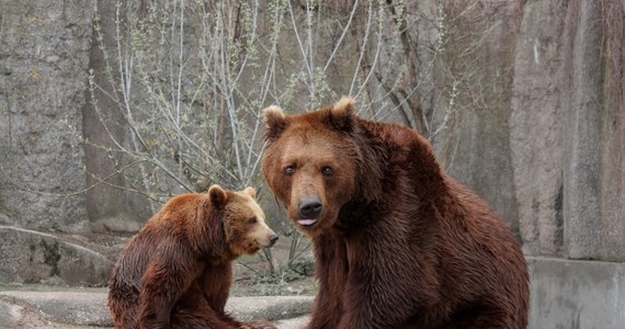 Fundacja Panda Warszawskiego ZOO ogłosiła zbiórkę na rzecz ukraińskich ogrodów zoologicznych. W najgorszej sytuacji znajdują się obecnie placówki w obwodzie charkowskim oraz w Kijowie. 