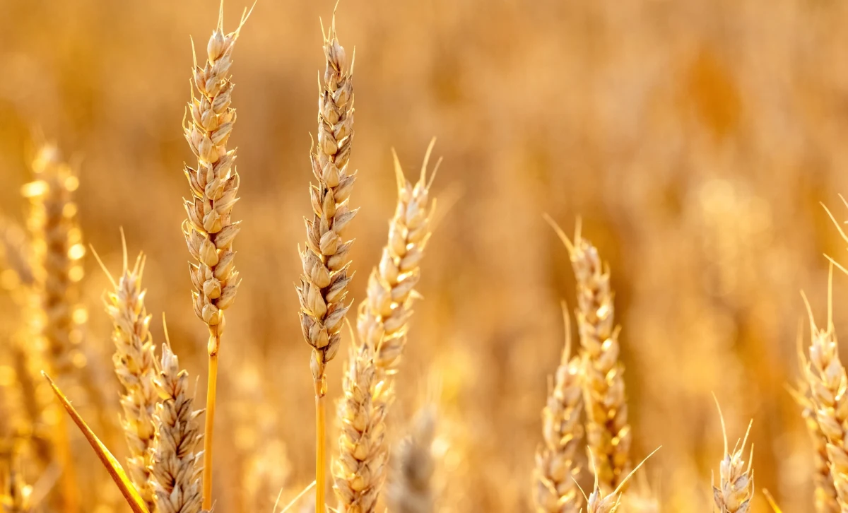 ​Agresja rosyjska na Ukrainę jest powodem wzrostu cen zbóż. Przez tydzień pszenica na rynkach międzynarodowych zdrożała o ponad 20 proc. To najprawdopodobniej nie koniec wzrostów, a to oznacza m.in. wyższe ceny chleba.