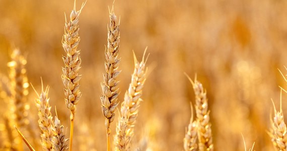 ​Agresja rosyjska na Ukrainę jest powodem wzrostu cen zbóż. Przez tydzień pszenica na rynkach międzynarodowych zdrożała o ponad 20 proc. To najprawdopodobniej nie koniec wzrostów, a to oznacza m.in. wyższe ceny chleba.