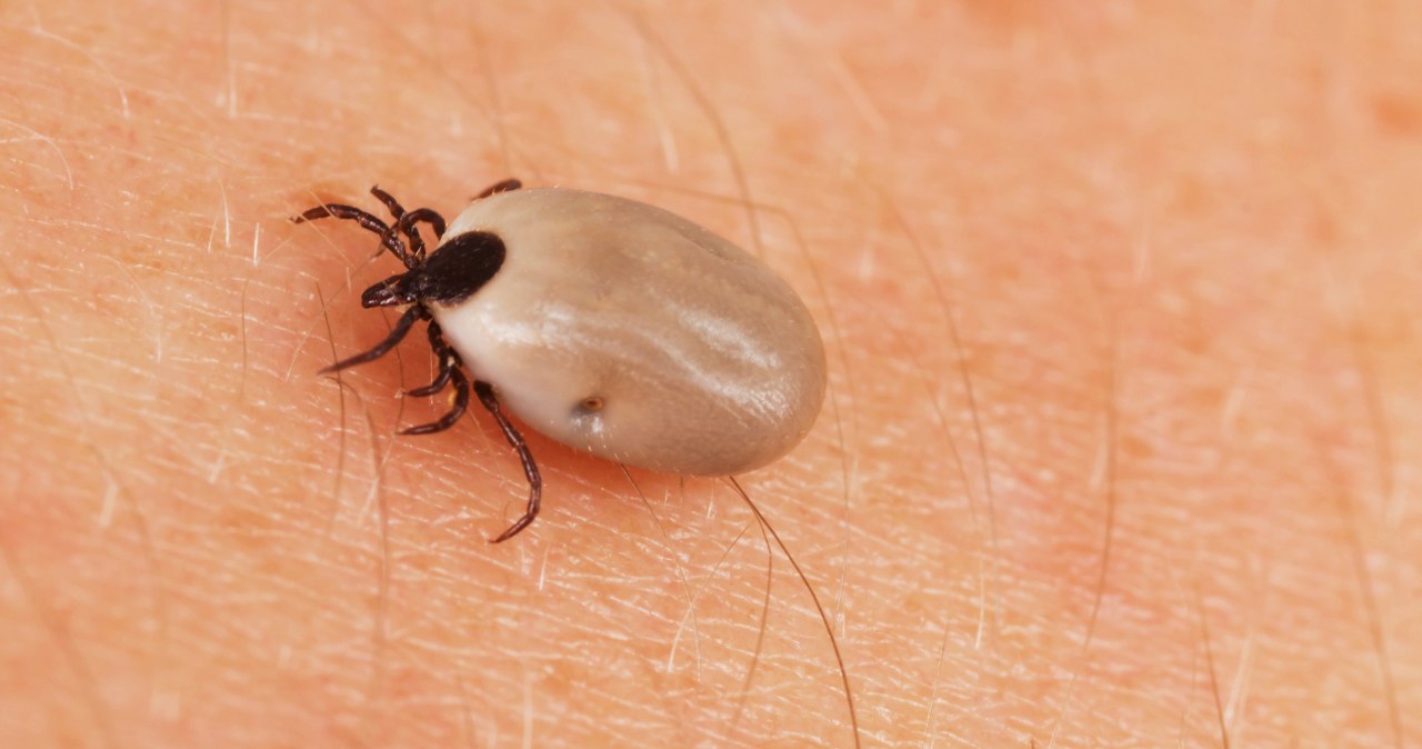 Rolnicy zdruzgotani. Po kilkadziesiąt ukąszeń kleszczy miesięcznie