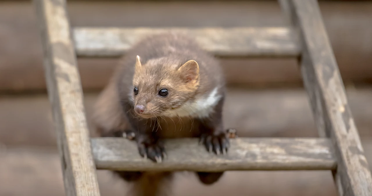  Kuny wyniosą się z domu na dobre. Lista zapachów, której futrzaki nienawidzą