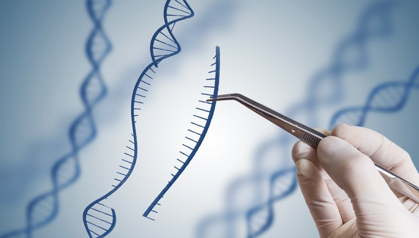 Le forbici genetiche sono migliori.  CRISPR/Cas9 è ottimizzato