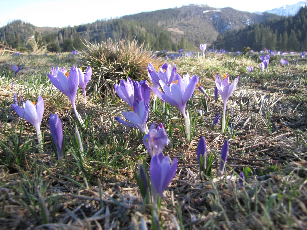 Tatrzański Park Narodowy (TPN) podniósł opłaty za wstęp na tatrzańskie szlaki. Od marca za bilet normalny trzeba zapłacić 8 zł, a za ulgowy 4 zł.