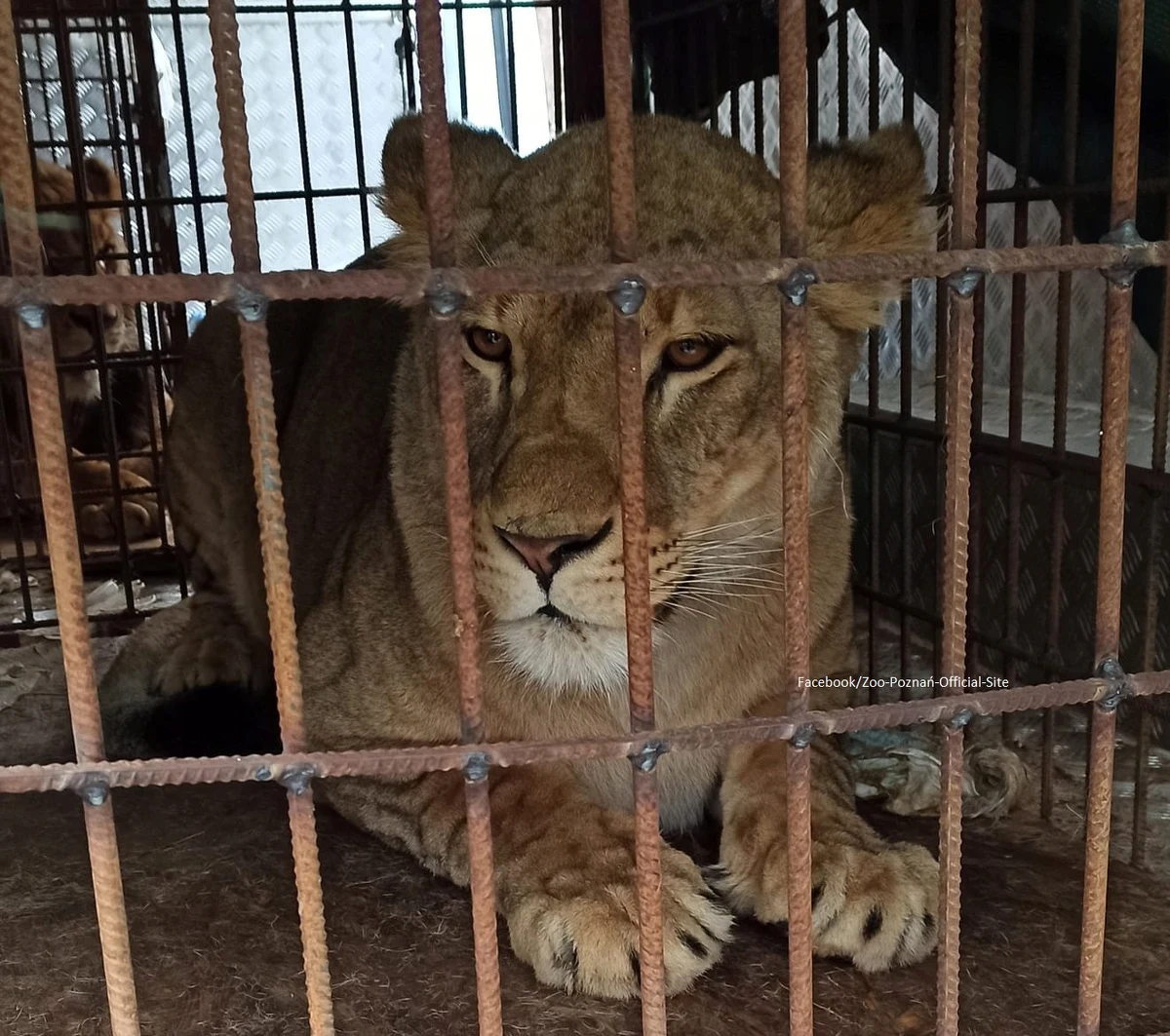 Dziś do poznańskiego zoo dotarły kolejne ewakuowane z Ukrainy zwierzęta. „Uratowano trzy lwy - dwa z Odessy i jednego z Kijowa” – powiedziała rzeczniczka poznańskiego Ogrodu Zoologicznego Małgorzata Chodyła.
