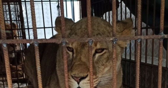 Dziś do poznańskiego zoo dotarły kolejne ewakuowane z Ukrainy zwierzęta. „Uratowano trzy lwy - dwa z Odessy i jednego z Kijowa” – powiedziała rzeczniczka poznańskiego Ogrodu Zoologicznego Małgorzata Chodyła.
