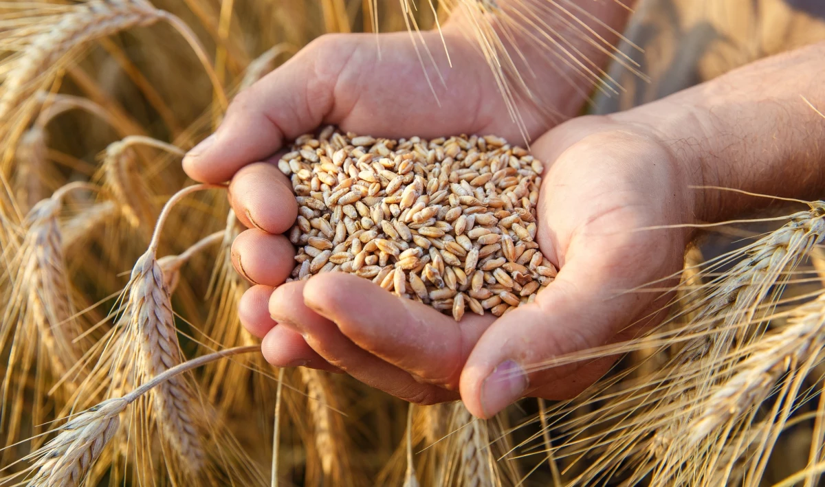 ​Ceny pszenicy na rynkach sięgnęły najwyższych poziomów od 14 lat. To wszystko wynik rosyjskiej inwazji na Ukrainę. Oba kraje odpowiadają za niemal jedną trzecią światowych dostaw tego zboża. To przełoży się na ceny żywności na całym globie.