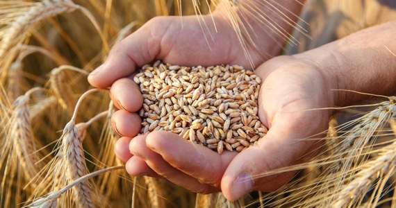​Ceny pszenicy na rynkach sięgnęły najwyższych poziomów od 14 lat. To wszystko wynik rosyjskiej inwazji na Ukrainę. Oba kraje odpowiadają za niemal jedną trzecią światowych dostaw tego zboża. To przełoży się na ceny żywności na całym globie.