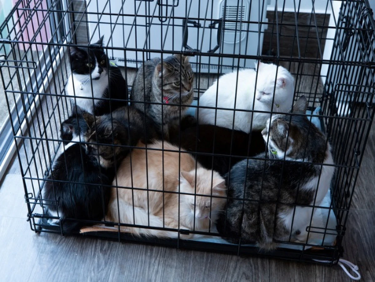 Około pięciuset zwierząt zza naszej wschodniej granicy trafiło do tej pory do Ośrodka Rehabilitacji Zwierząt Chronionych i Centrum Adopcyjnego Ada w Przemyślu. Sto z nich wymagało natychmiastowej pomocy weterynaryjnej, w tym m.in. koziołek Saszka, który nie mógł chodzić.

