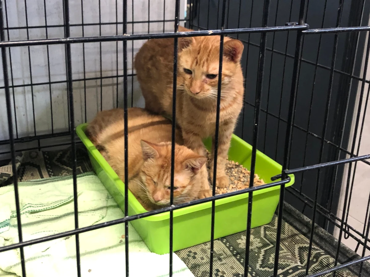 38 kotów z ukraińskiego Żytomierza przyjęło Schronisko dla Bezdomnych Zwierząt w Sosnowcu. Po 14-dniowej kwarantannie będzie można je adoptować. 