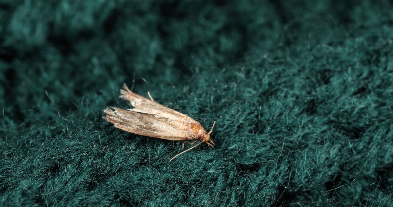 Przetrzyj tym szafki w kuchni i w sypialni. Mole będą trzymać się z daleka