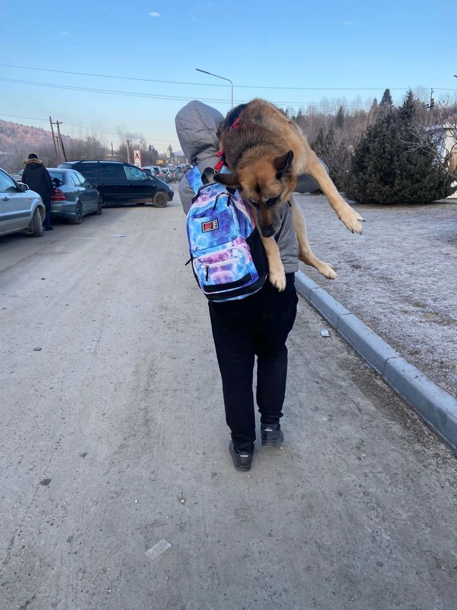 To niezwykła historia miłości ludzi do zwierząt. Ukraińska rodzina uciekająca przed wojną zabrała ze sobą swojego starszego, dużego psa. 17 kilometrów przed granicą z Polską zdecydowali się iść pieszo. Kiedy pies nie miał już sił - upadał. Właściciel brał go wtedy na ramiona i niósł.