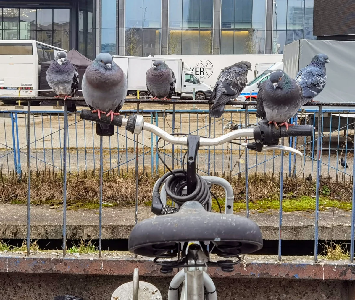 Stacja rowerów miejskich przy wejściu na peron WKD Śródmieście musiała zostać zdemontowana - informuje reporter RMF MAXXX Przemek Mzyk. Wszystko z powodu gołębi, które upatrzyły sobie to miejsce.