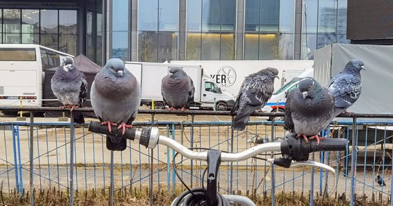 Stacja rowerów miejskich przy wejściu na peron WKD Śródmieście musiała zostać zdemontowana - informuje reporter RMF MAXXX Przemek Mzyk. Wszystko z powodu gołębi, które upatrzyły sobie to miejsce.