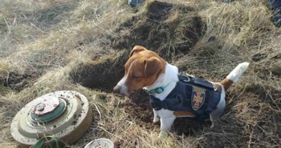 „Poznajcie Patrona. Ma dwa lata. Jest maskotką naszych czernihowskich pirotechników” – pisze Państwowa Służba Ukrainy ds. Sytuacji Nadzwyczajnych. Do wpisu dołączyli zdjęcie psa. Zadaniem zwierzęcia jest szukanie min.