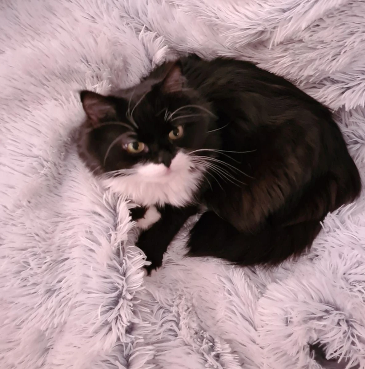 Kot ukraińskich uchodźców, który zaginął pięć dni temu w Krakowie, się odnalazł - poinformowało Krakowskie Stowarzyszenie Obrony Zwierząt. Właściciele zwierzaka są już w Niemczech, ale wrócą po niego do Polski.