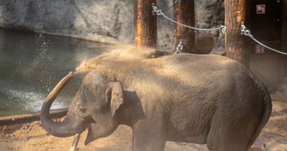 Ogród Zoologiczny w Łodzi zyskał nowego lokatora - to 9-letni słoń indyjski Taru, który zamieszkał w Orientarium. Taru od kilku dni poznaje wybiegi w łódzkim zoo. Wkrótce pozna też do niedawna jedynego w Łodzi słonia - Aleksandra.