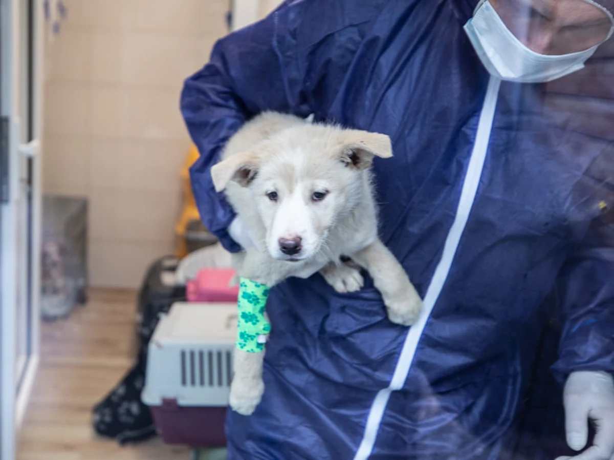 "Strzał prosto w kręgosłup. Miał zgasić Jej istnienie raz na zawsze... Rozdzierający ból i lęk.... Nie sposób sobie wyobrazić przez co przeszła ta niewinna sunia..." - czytamy na profilu Centrum Adopcyjnego "Ada" z Przemyśla. O tym ośrodku dla zwierząt oraz weterynarzach w nim pracujących mówi dziś cały świat.
