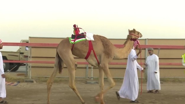 Czterodniowy festiwal wyścigów wielbłądów w Omanie to największa taka impreza na świecie. Pula nagród przekracza budżety największych turniejów golfowych i tenisowych.