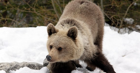 To już chyba rzeczywiście wiosna. Na kilka dni przed początkiem tej kalendarzowej w Tatrach obudziły się pierwsze niedźwiedzie. Tropy niedźwiedzicy z młodym zauważył pracownik Tatrzańskiego Parku Narodowego na Hali Gąsienicowej. TPN apeluje do turystów, by nie schodzili ze znakowanych szlaków. 