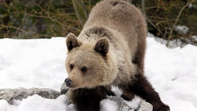 W Tatrach obudziły się pierwsze niedźwiedzie