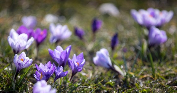Ponad pół miliona wiosennych kwiatów, m.in. krokusów, tulipanów, żonkili, śnieżyczek, cebulic czy hiacyntów kwitnie lub rozkwitnie w najbliższych dniach - poinformował Urząd Miasta Krakowa w niedzielę, czyli w pierwszy dzień astronomicznej wiosny.