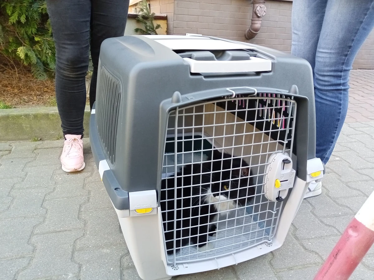 Kot uchodźców z Ukrainy, który zaginął na krakowskim dworcu i po kilku dniach odnalazł się, pojechał już do właścicieli, do Niemiec. Po zwierzaka przyjechała do Polski córka właścicieli, pani Natalia – poinformowało Krakowskie Stowarzyszenie Obrony Zwierząt (KSOZ).