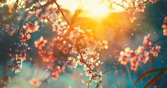 Dziś - 21 marca 2022 r. świętujemy pierwszy dzień wiosny. To czas przebudzenia roślin i ich wegetacji, wydłużania się dni i coraz wyższych temperatur.