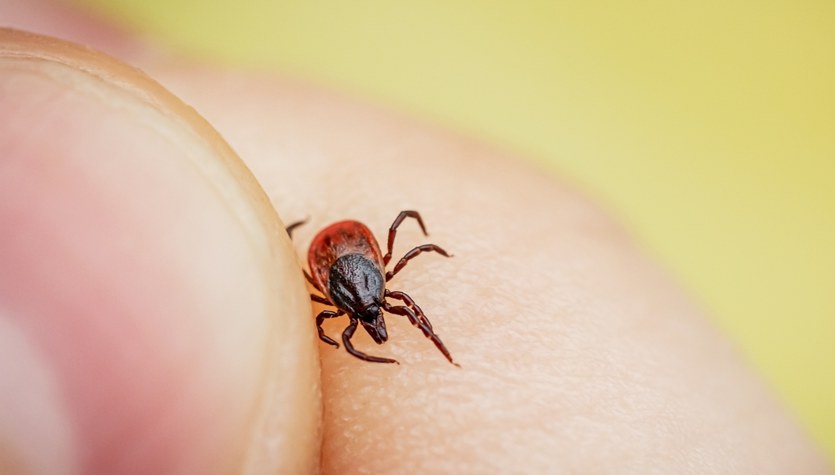 La nueva prueba de la enfermedad de Lyme: ¿cómo funciona?